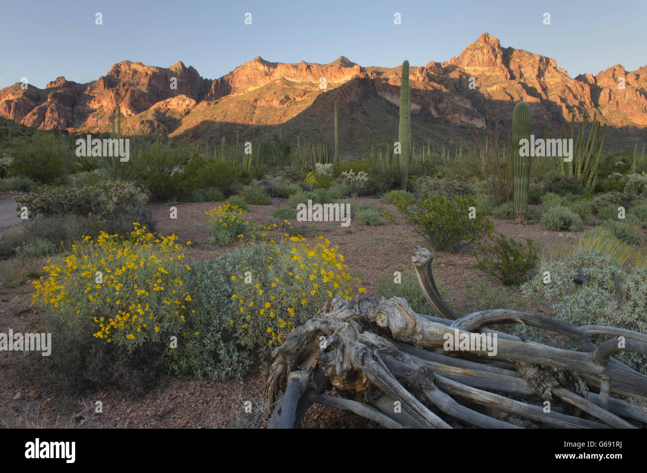 Désert de Sonora, tuyau d'Orgue Monument National Cactus en Arizona Banque D'Images