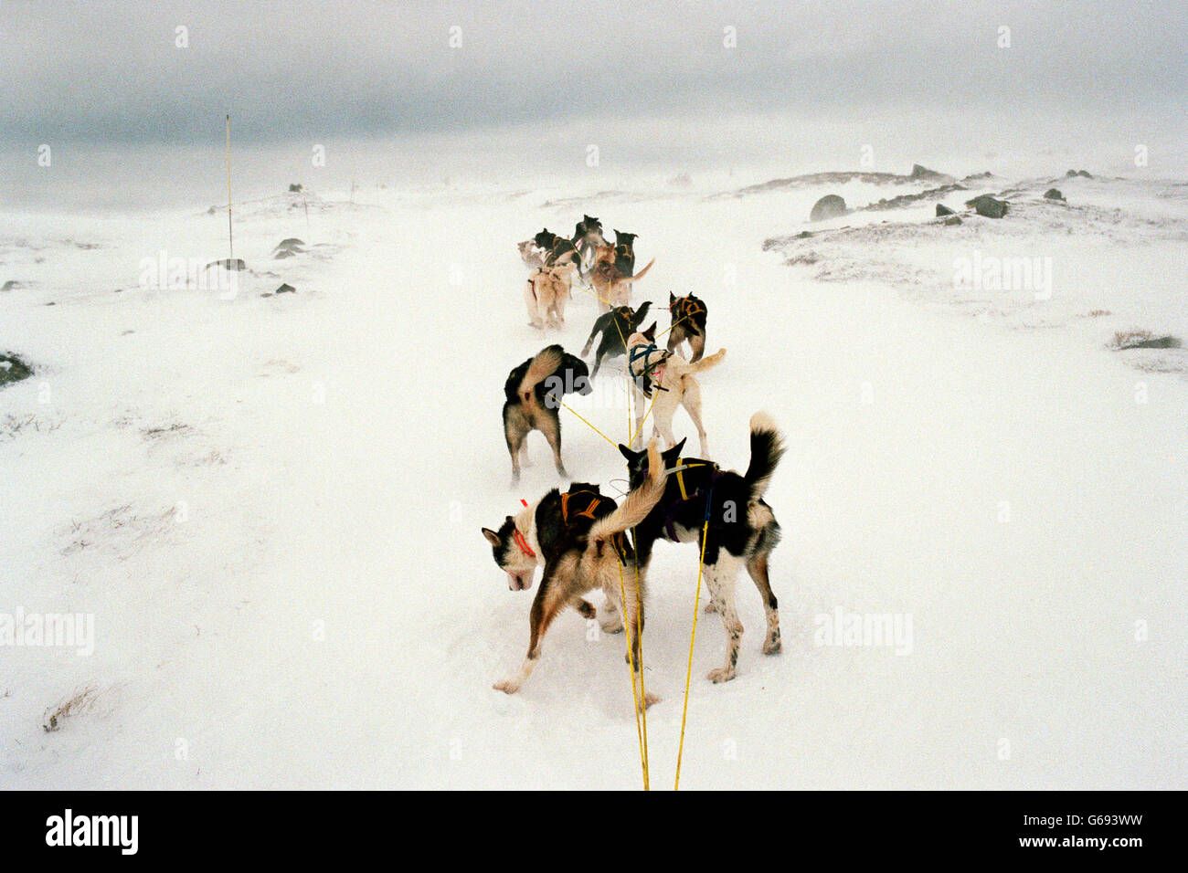 Un groupe de 14 chiens de traîneau un entraînement pendant le Finnmarkslope la race, la plus longue course de chiens européens. Banque D'Images