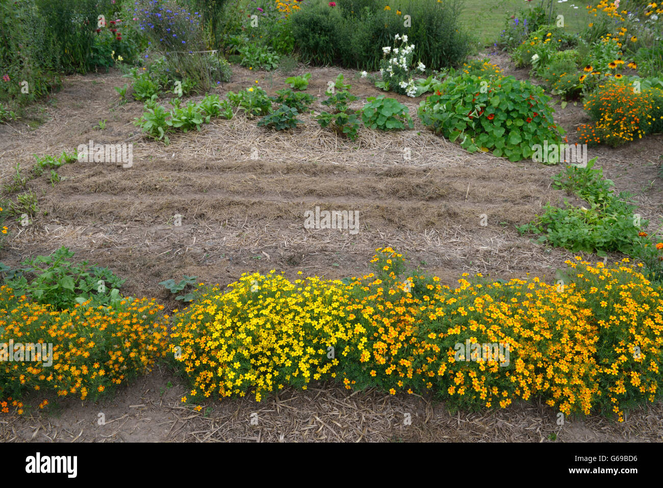 Jardin biologique avec tagetes et broyés Banque D'Images