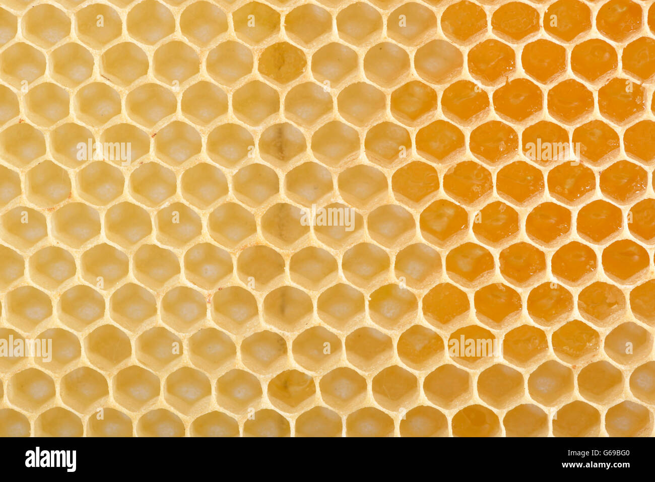 Nid d’abeille Banque D'Images