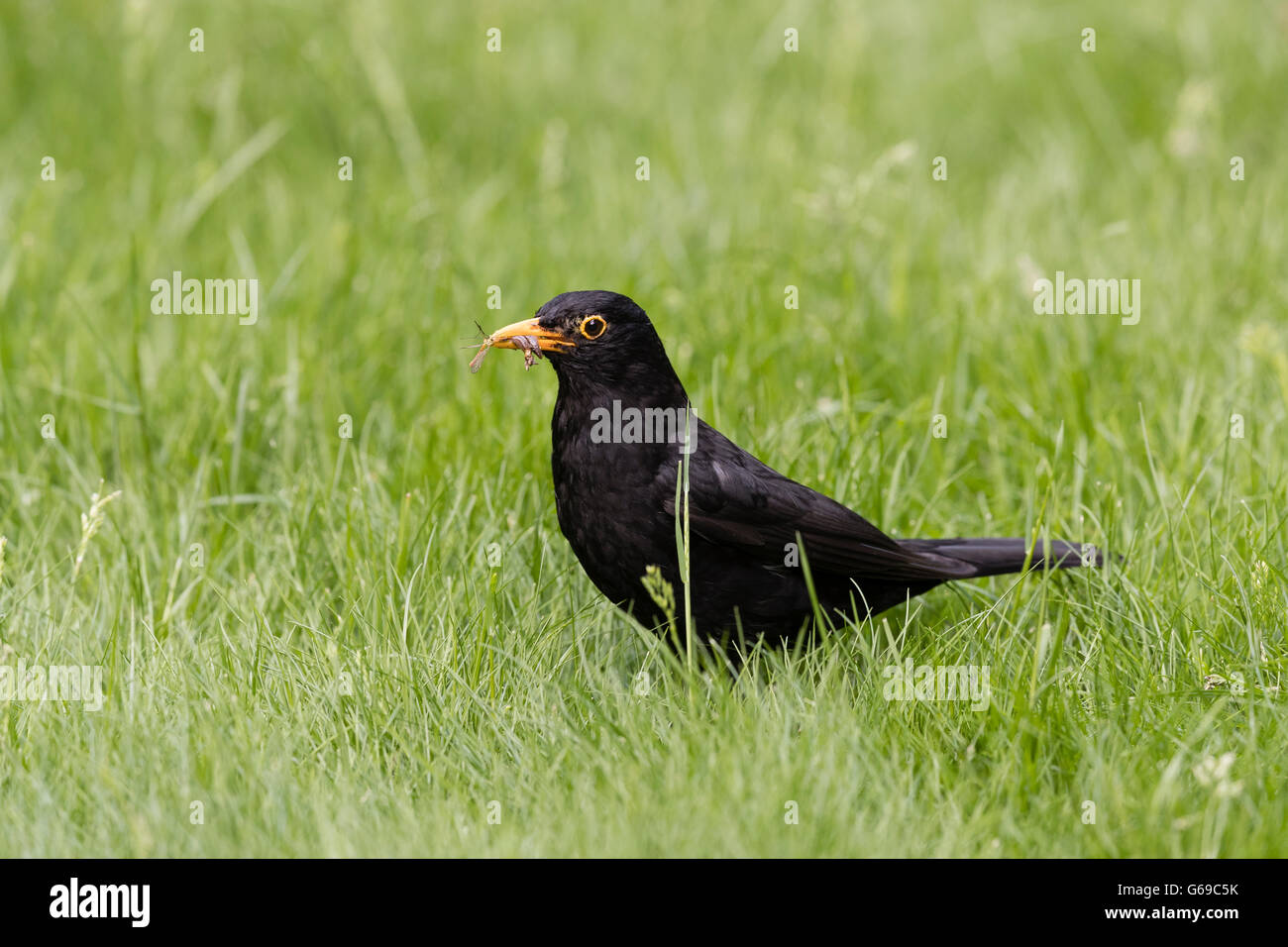 Blackbird mâle (Terdus merula) la collecte des tipules et un tigre (cranefly Nephrotoma flavescens) pour nourrir les jeunes Banque D'Images