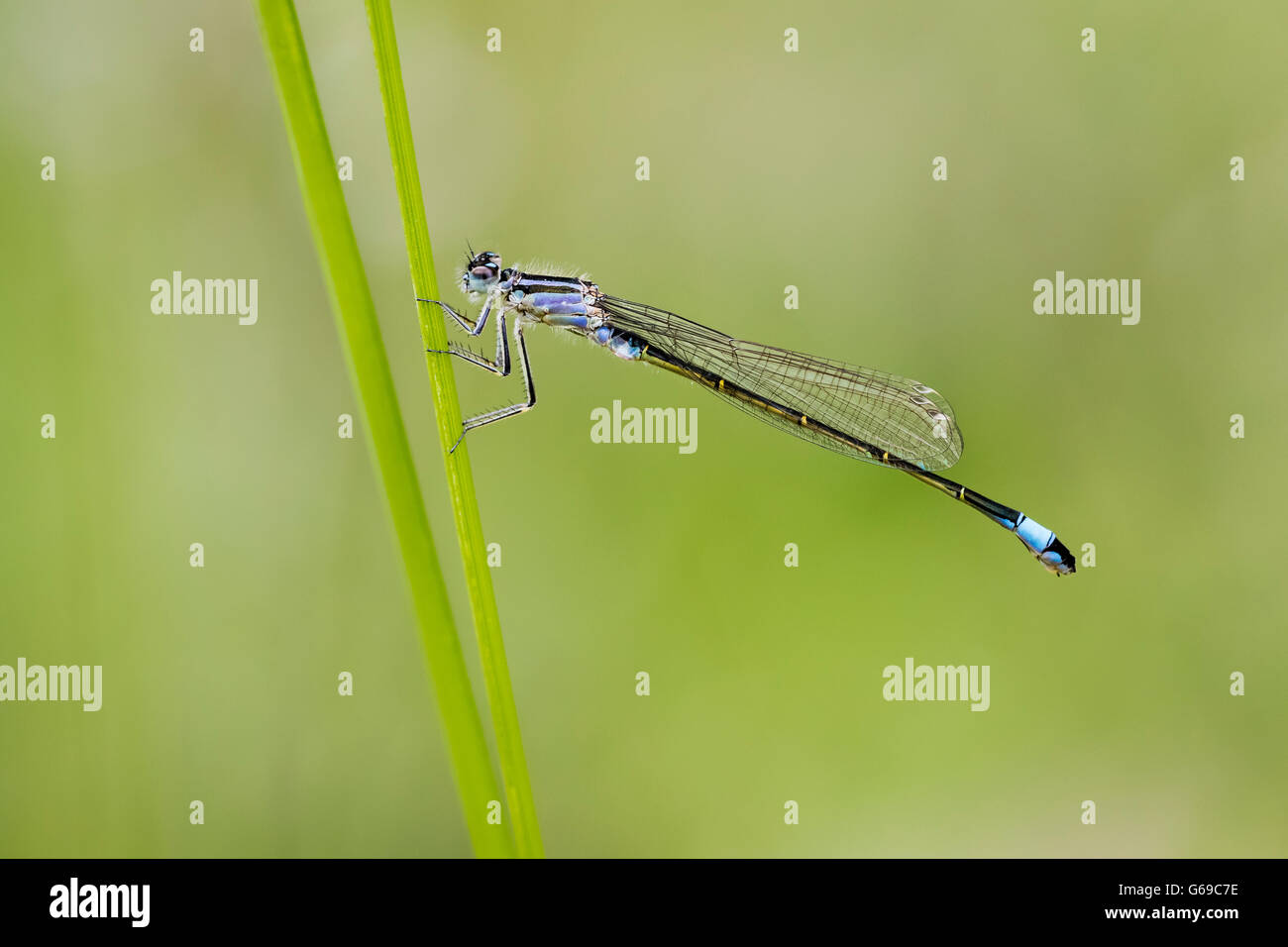 Une demoiselle à queue bleue (Ischnura elegans) perché sur une tige d'herbe Banque D'Images