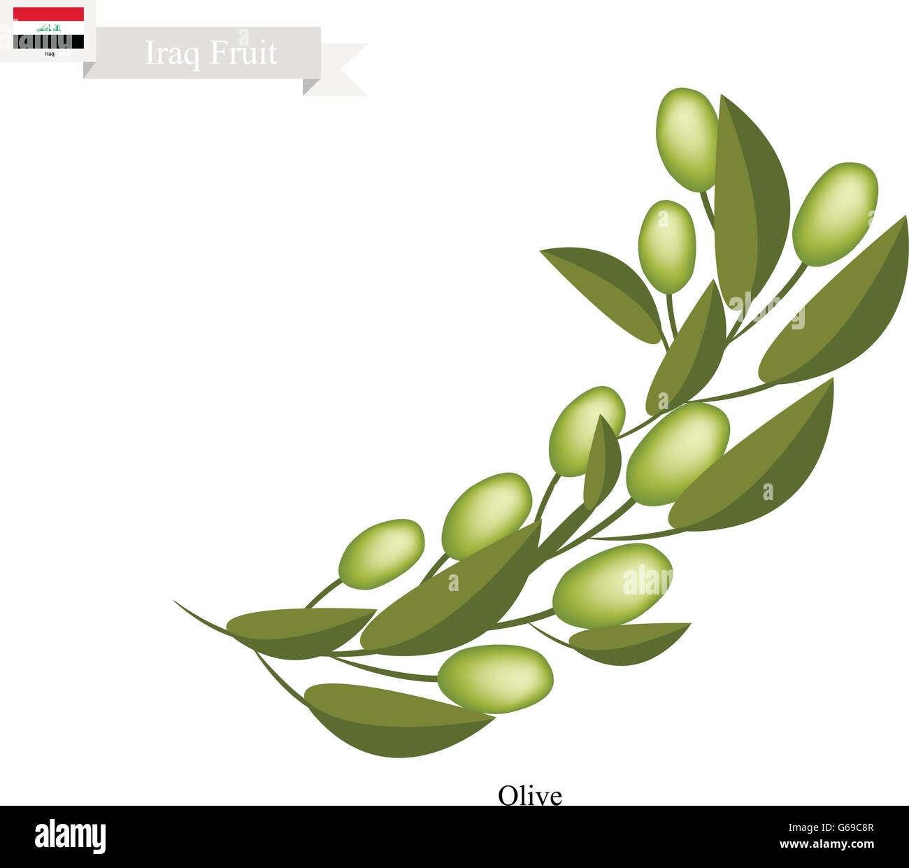 L'Iraq Fruits, frais d'olives. L'un des fruits les plus populaires de l'Iraq. Illustration de Vecteur