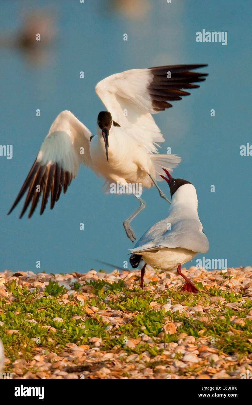 Avocette, mouette, Texel, Pays-Bas / (Recurvirostra avosetta)(Chroicocephalus ridibundus) Banque D'Images