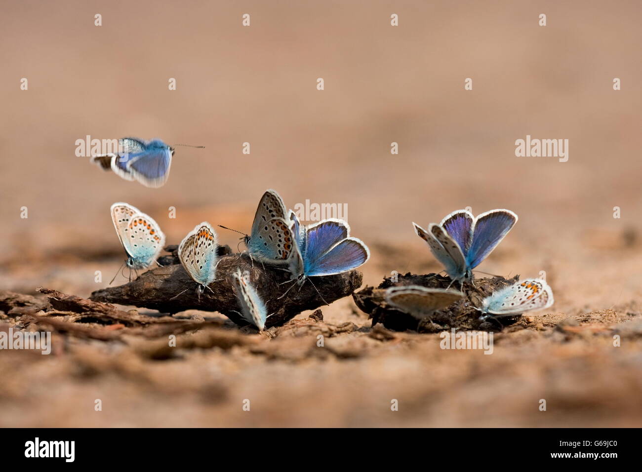 L'argent-bleu cloutés, suçant sur fox-Dung, Allemagne / (Plebejus argus) Banque D'Images