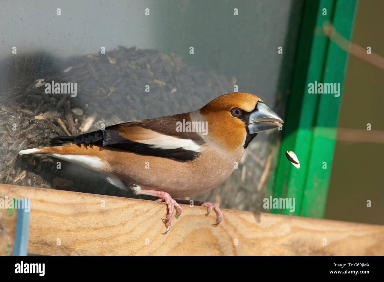 Hawfinch, Allemagne / (Coccothraustes coccothraustes) Banque D'Images