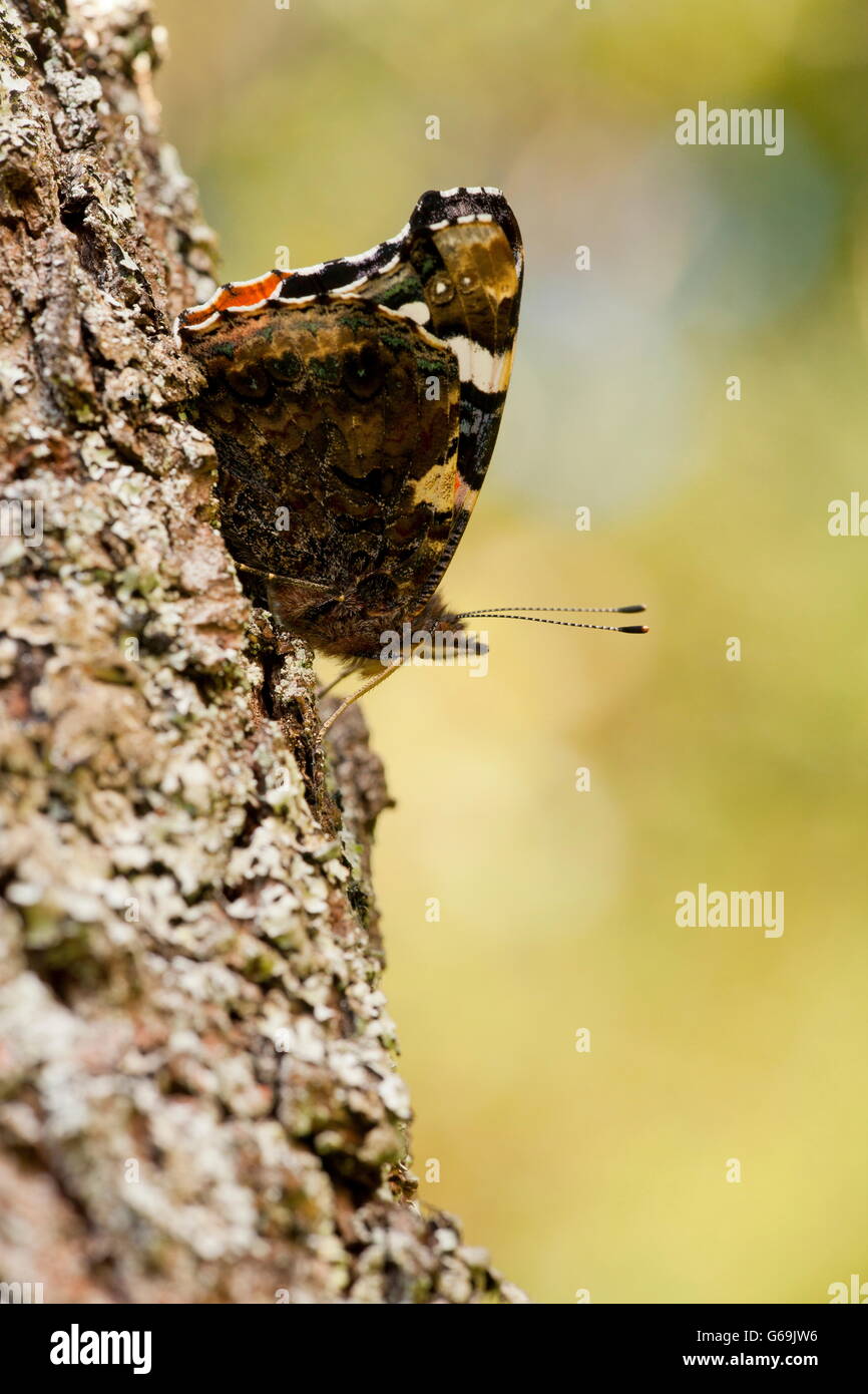 L'amiral rouge, Allemagne / (Vanessa atalanta) Banque D'Images