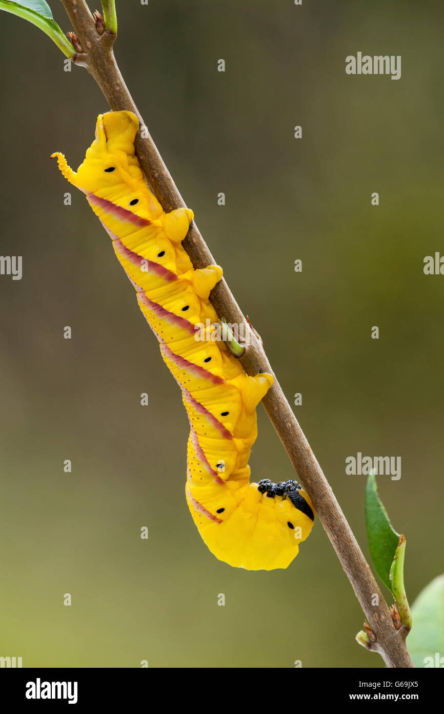 Deathhead Hawk-moth, Allemagne / (Acherontia atropos) Banque D'Images