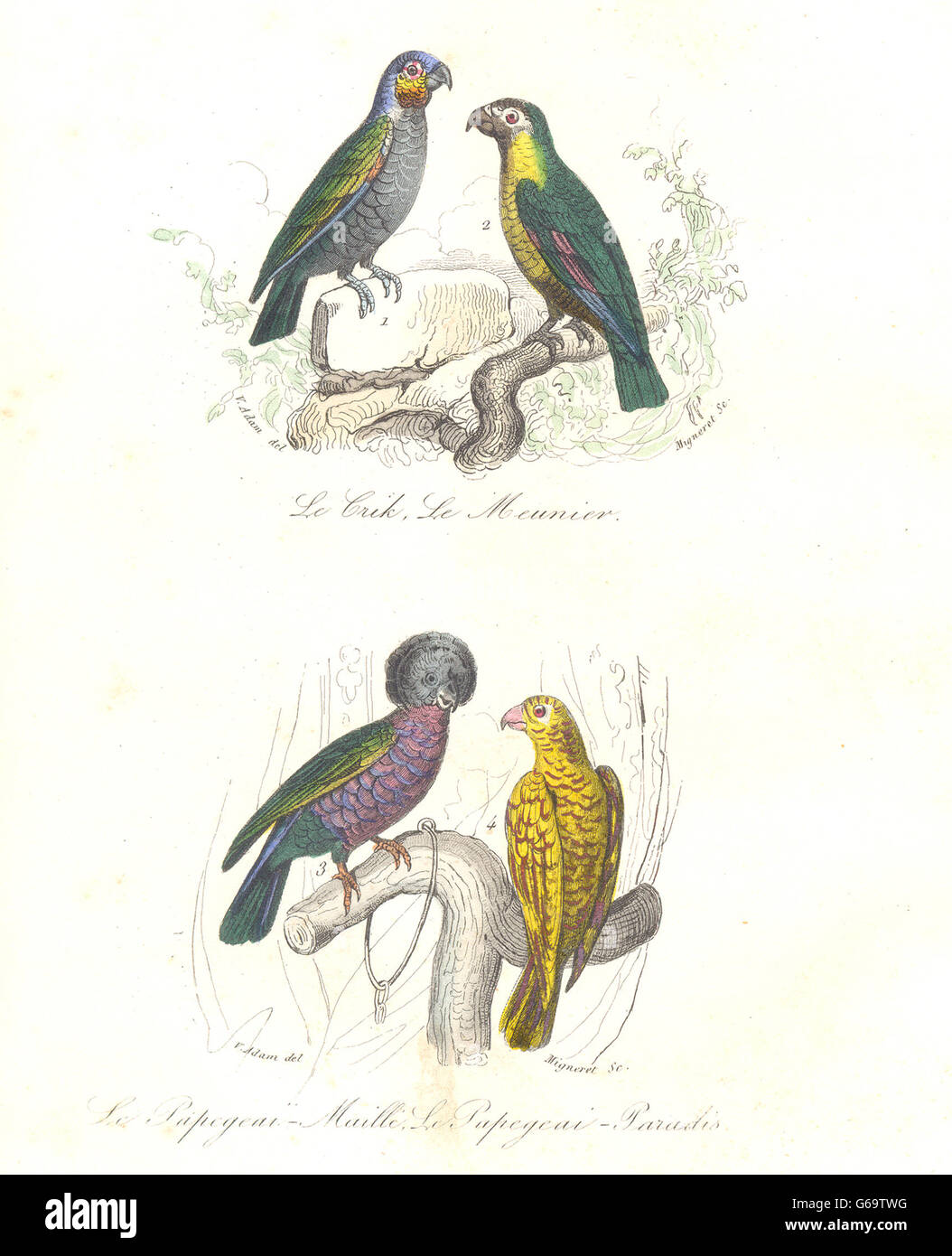 Les oiseaux : Crick, Meunier, tachetés, Paradise Poppinjay ; Crik, Papegeai. BUFFON 1841 Banque D'Images