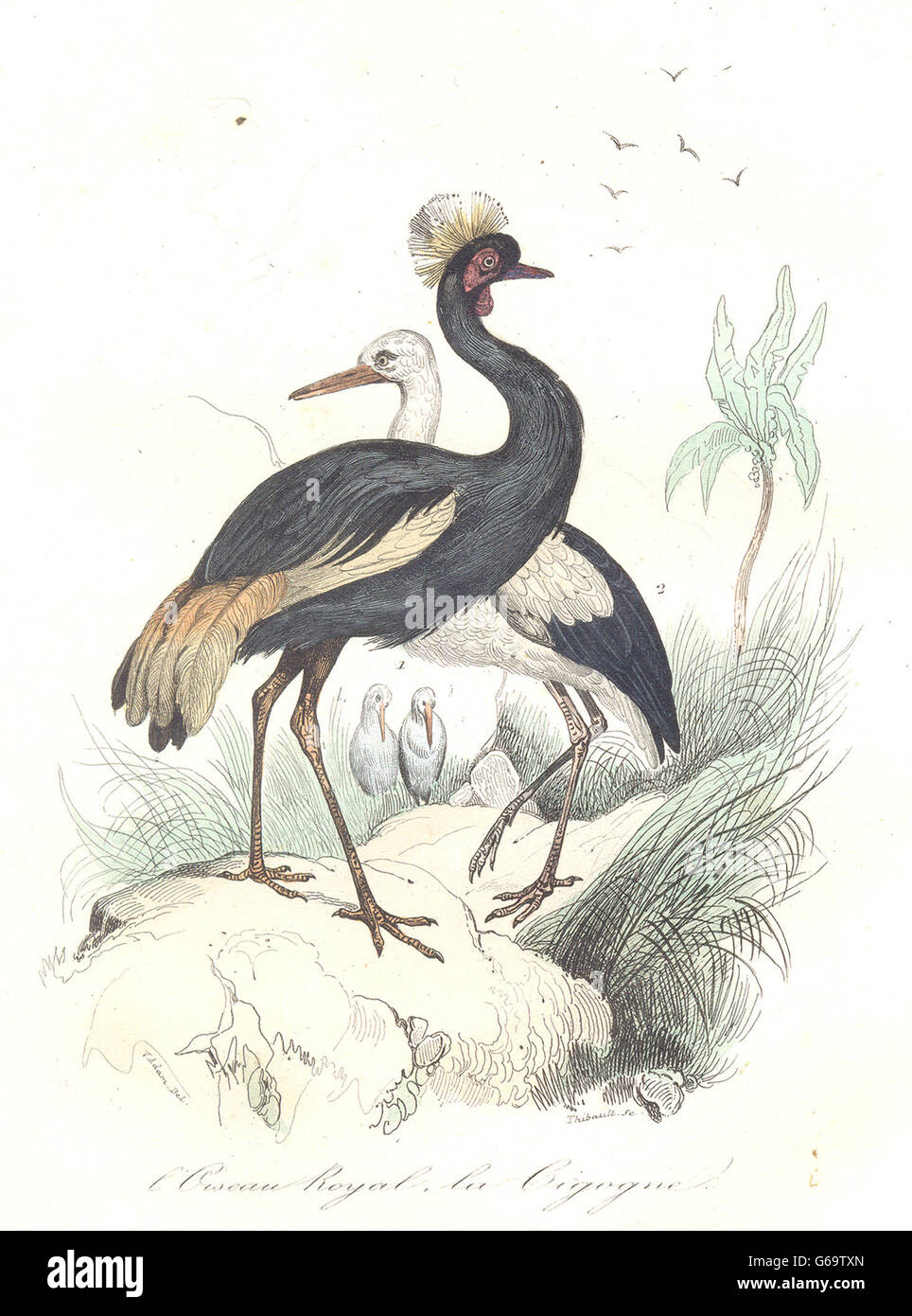 Les oiseaux : grues couronnées, Stock ; Oiseau Royal, Cigogne. BUFFON, antique print 1841 Banque D'Images