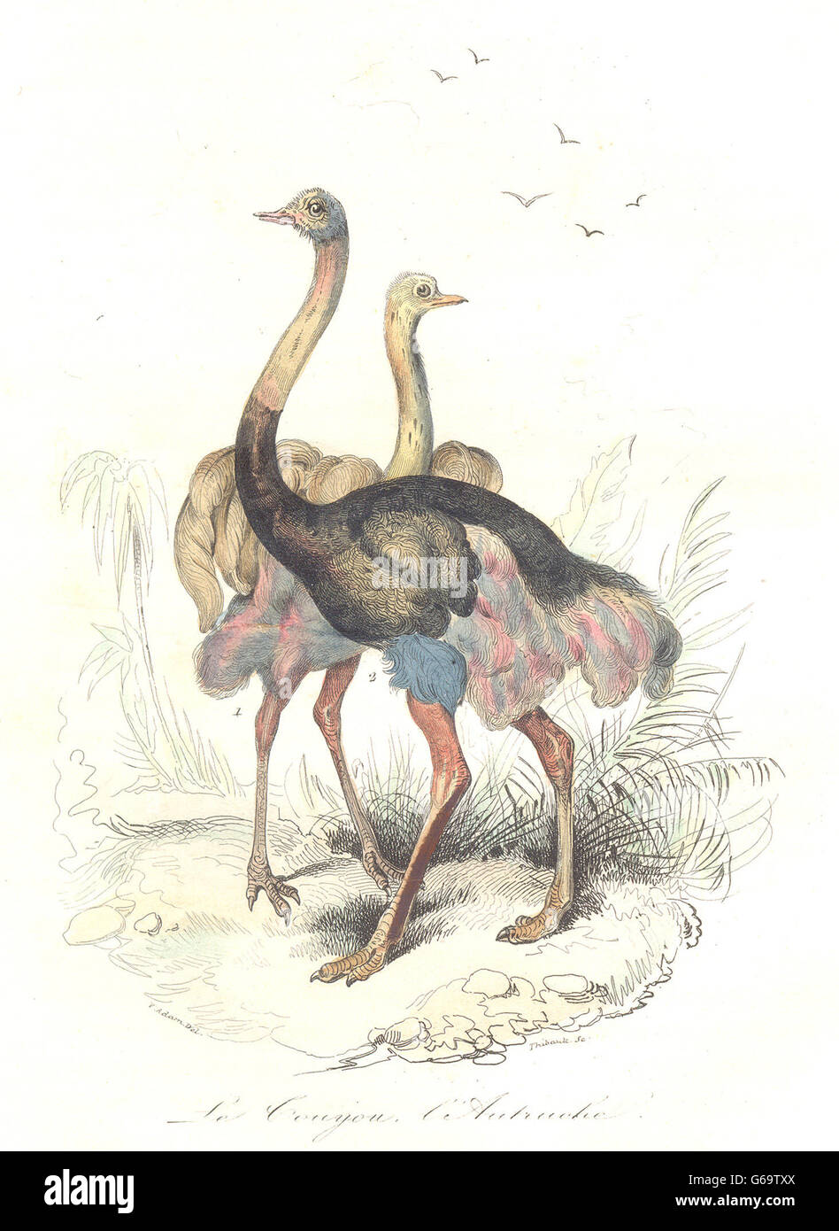 Les oiseaux : Couyou, Autruche ; Pouilly-sur-Meuse. BUFFON, antique print 1841 Banque D'Images