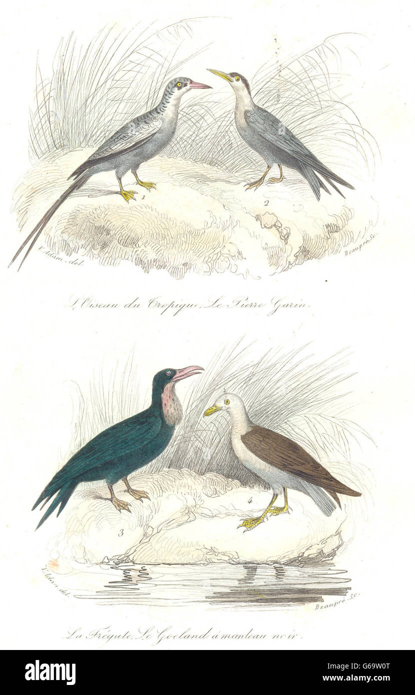 Oiseaux : Tropic Bird, tenu, frégate Bird, Naviat ; Frégate, Goéland. BUFFON, 1841 Banque D'Images