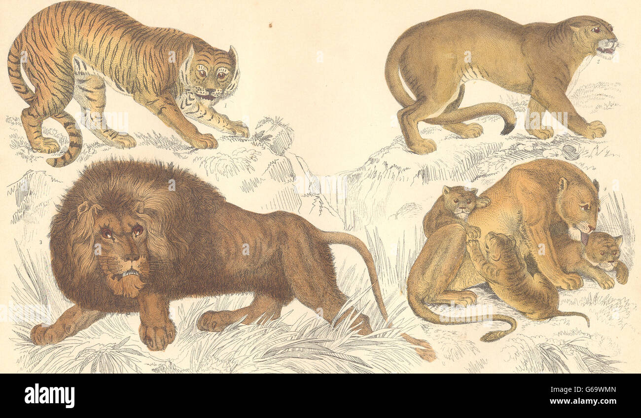 BIG CATS : Tiger ; Puma ; African Lion, Lionne et lionceaux. Imprimer 1870,  orfèvre Photo Stock - Alamy