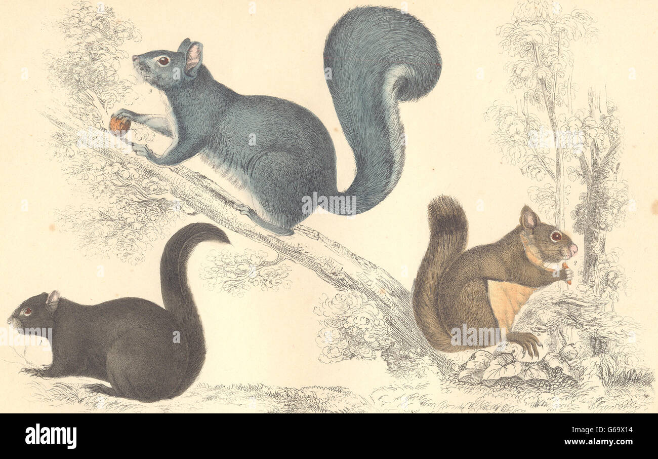 Les écureuils : American Black Squirrel. Chickaree ; Gris. Imprimer 1870, orfèvre. Banque D'Images