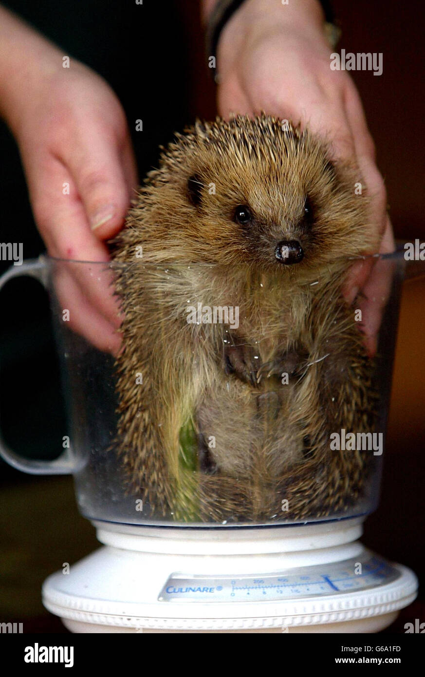 Hedgehog Rescue en raison de Cull Banque D'Images