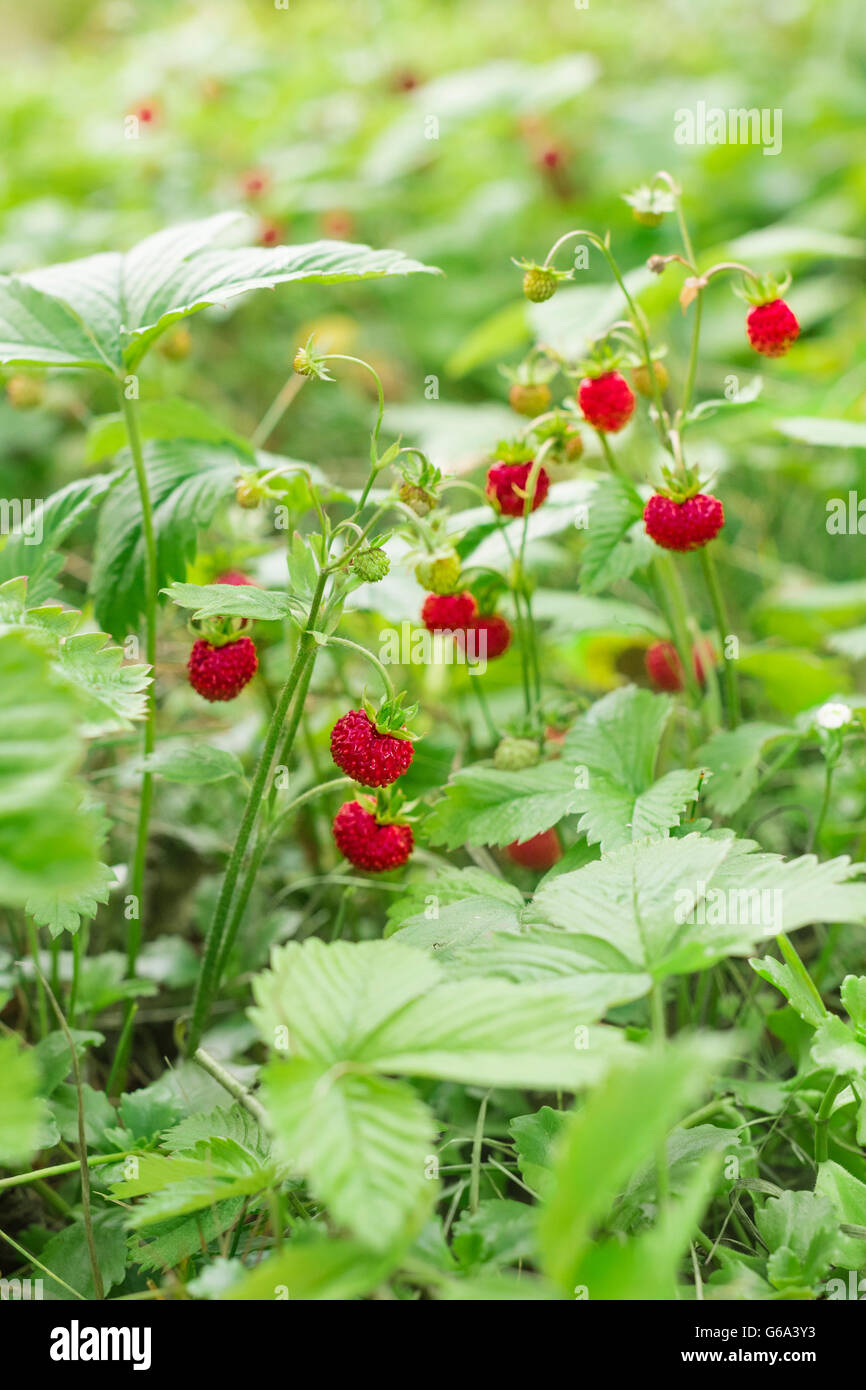 La culture des fraises sauvages mûrs sur l'herbe dans l'environnement naturel. Don de la nature. Banque D'Images