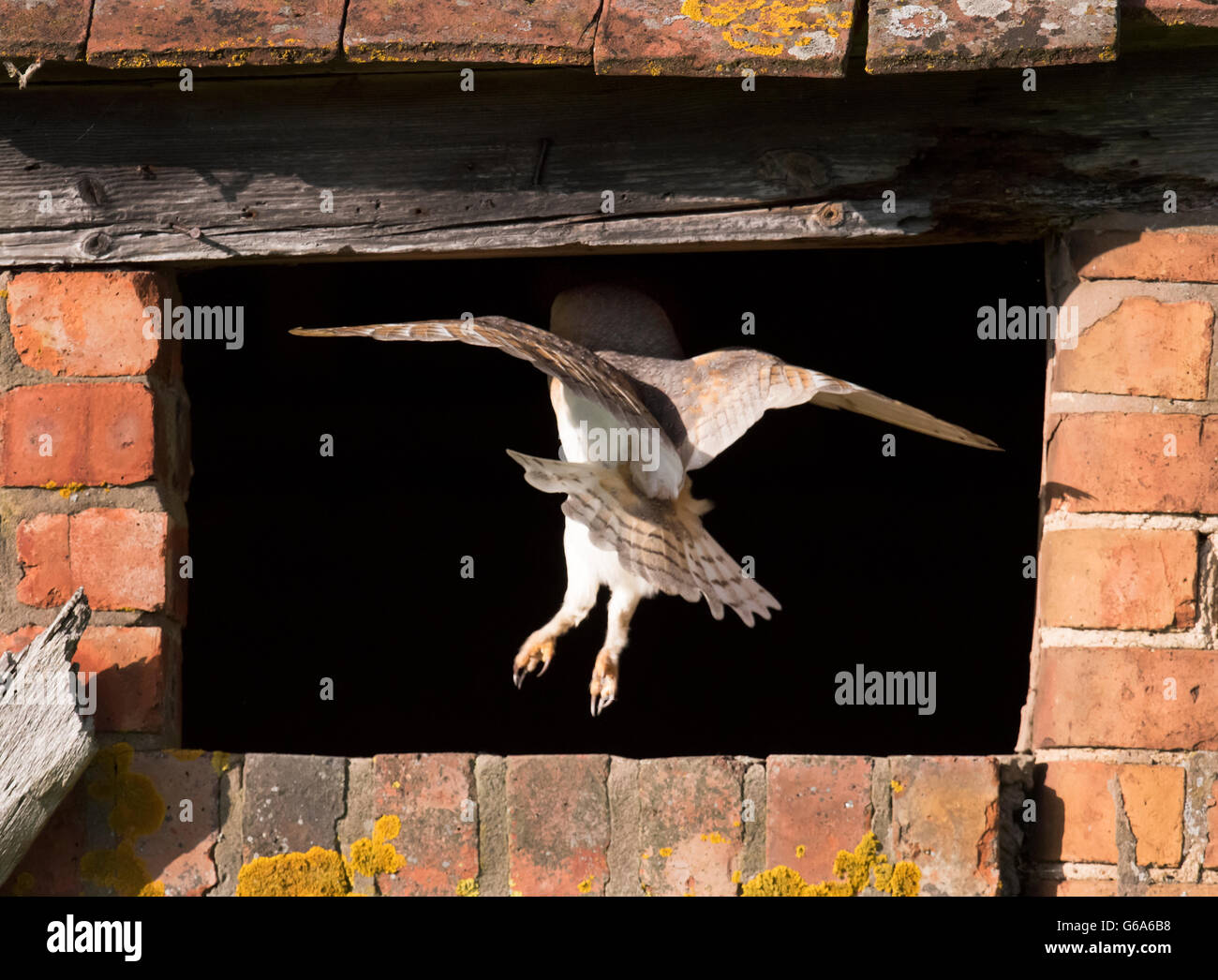 Un sauvage Effraie des clochers Tyto alba en vol c'est nid/de repos se trouvant dans le Warwickshire Banque D'Images