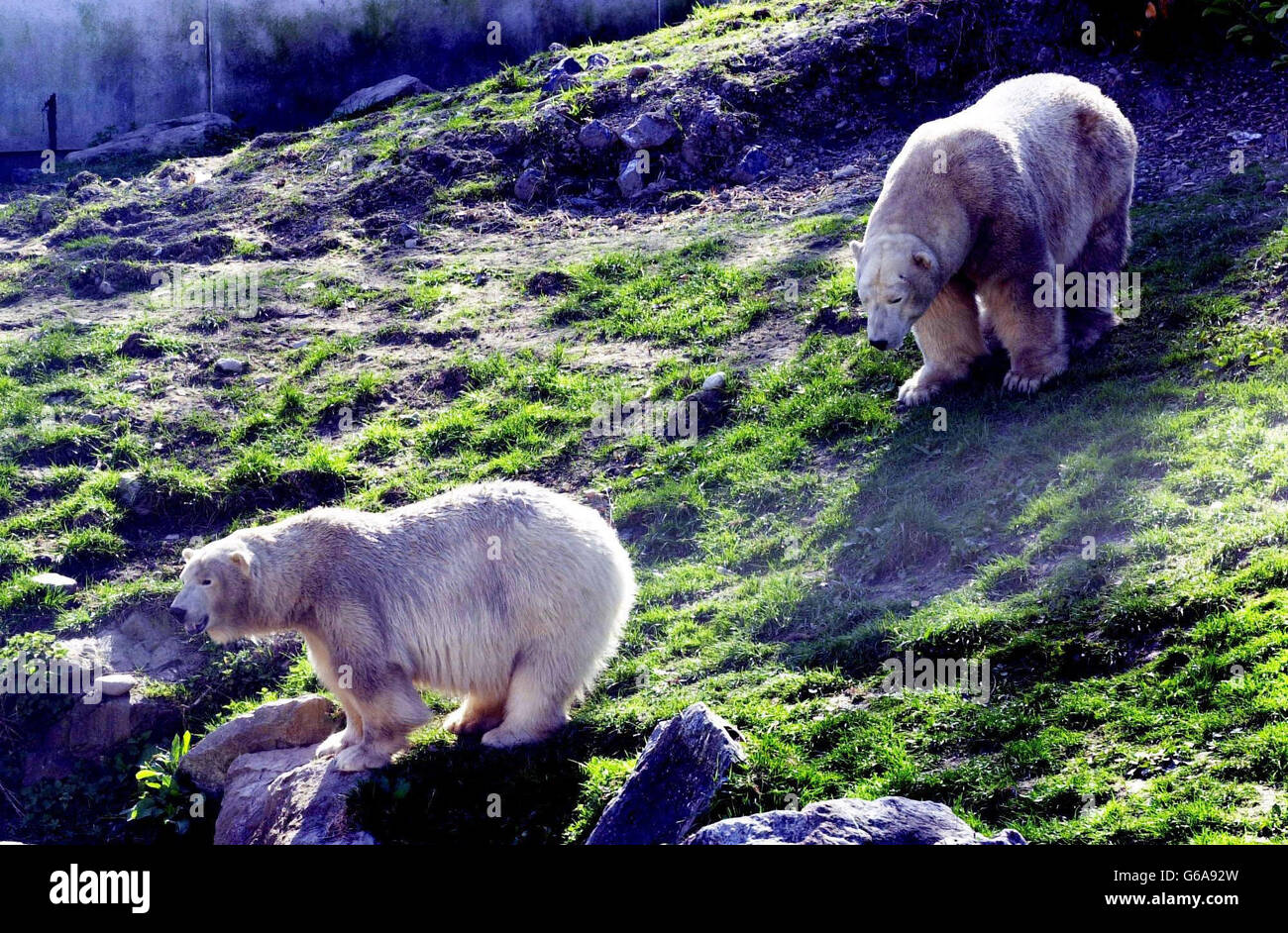 Spageux, (à gauche) l'ours polaire femelle, qui sera déplacé lundi dans une plus grande enceinte dans un zoo hongrois, avec son partenaire mâle, Ootek (à droite), pendant le temps ensoleillé au zoo de Dublin, en République d'Irlande. * On dit que les ours souffrent des effets d'avoir trop peu d'espace, ce qui a conduit à Spunky montrant des signes de stress. Banque D'Images
