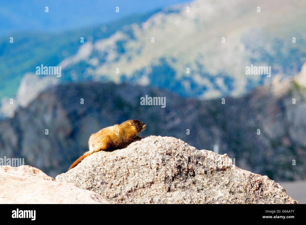 Marmotte mignon qui pose pour des photos sur le Mont Evans Colorado Colorado sur un beau matin d'été Banque D'Images