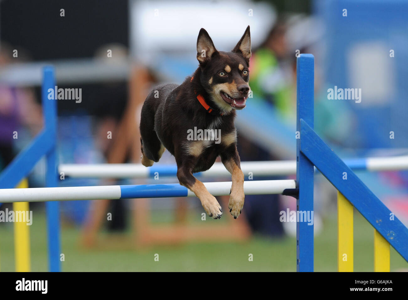 Les chiens concourent au Kennel Club International Agility Festival au Rockingham Castle, Market Harborough. Banque D'Images