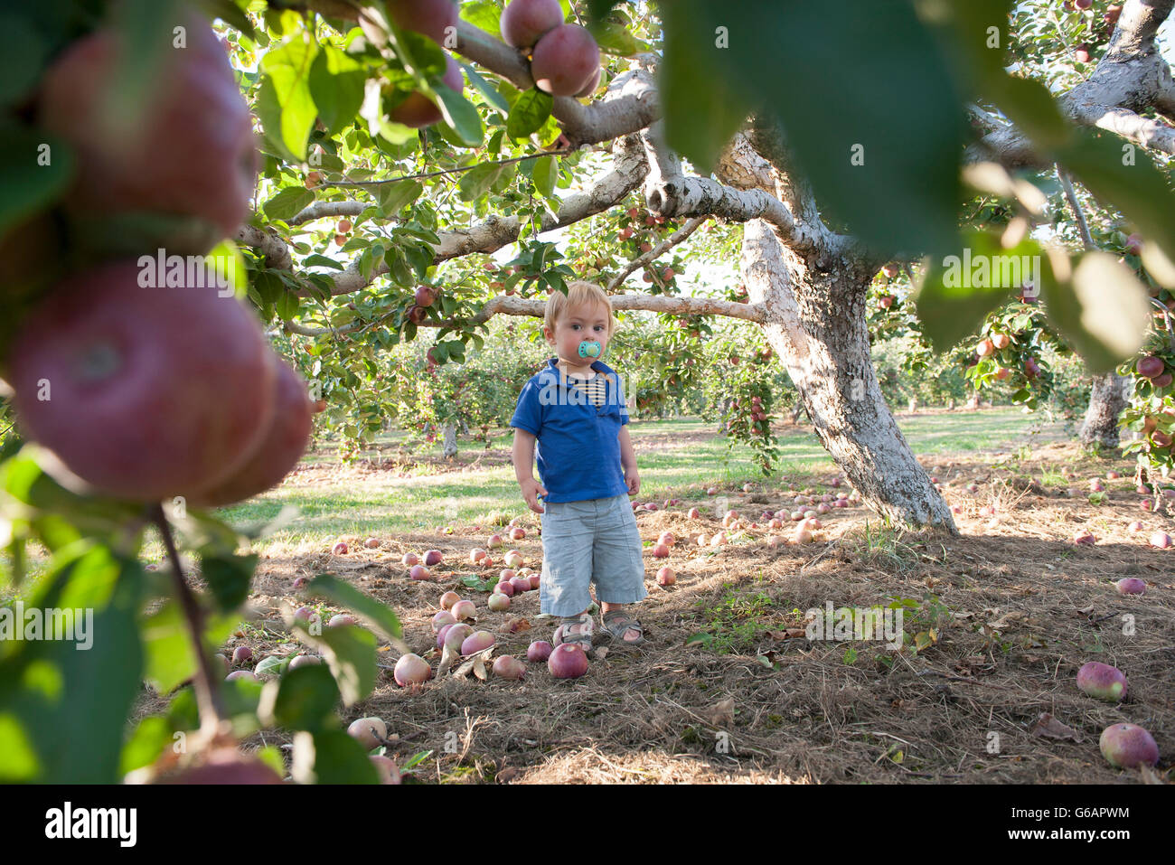 Bébé garçon debout sous apple tree Banque D'Images