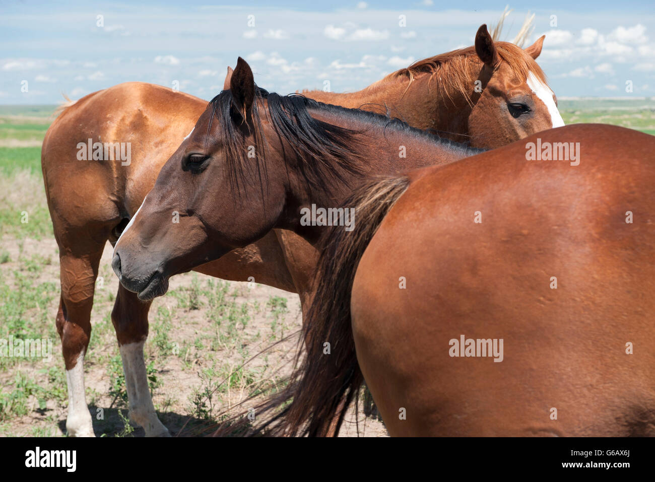 Les chevaux sauvages, Badlands National Park, South Dakota, USA Banque D'Images