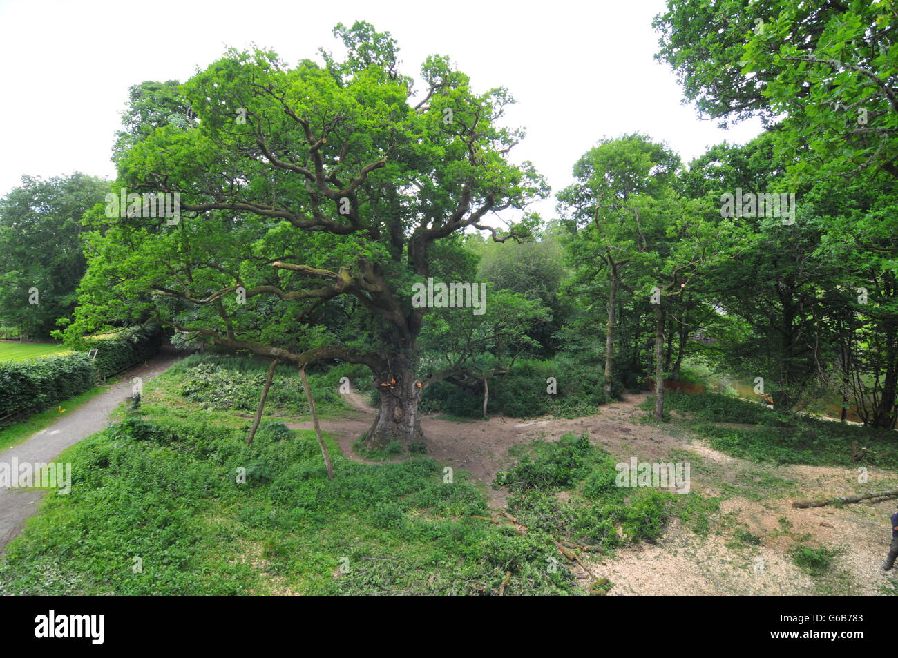 Birnam, Perthshire, Écosse, Royaume-Uni. 23 Juin, 2016. Tree surgeons fini de travailler sur le chêne de Birnam pour tenter de le sauver de la division sous son propre poids. Ensuite, on travaillera sur une ancienne sycamore adjacent qui est aussi creux à l'agrégation. Le Chêne de Birnam est dit être l'un des derniers vestiges de bois Birnam rendu célèbre par Macbeth de Shakespeare. Credit : Cameron Cormack/Alamy Live News Banque D'Images