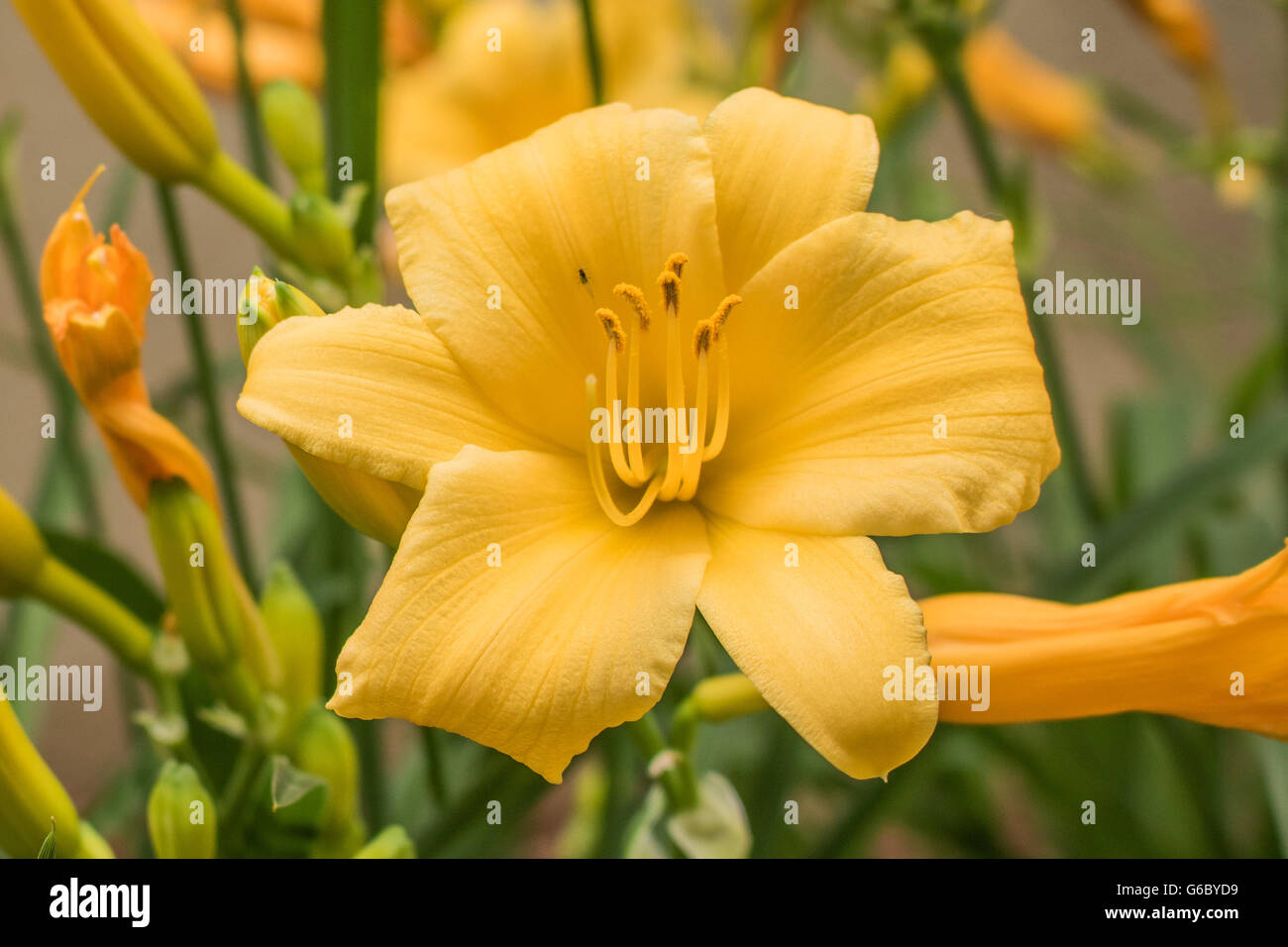Belle fleur jaune avec des boutons de fleurs autour, la nature, belle  nature, belle fleur dans la nature, la nature et la beauté, inflorescence  Photo Stock - Alamy