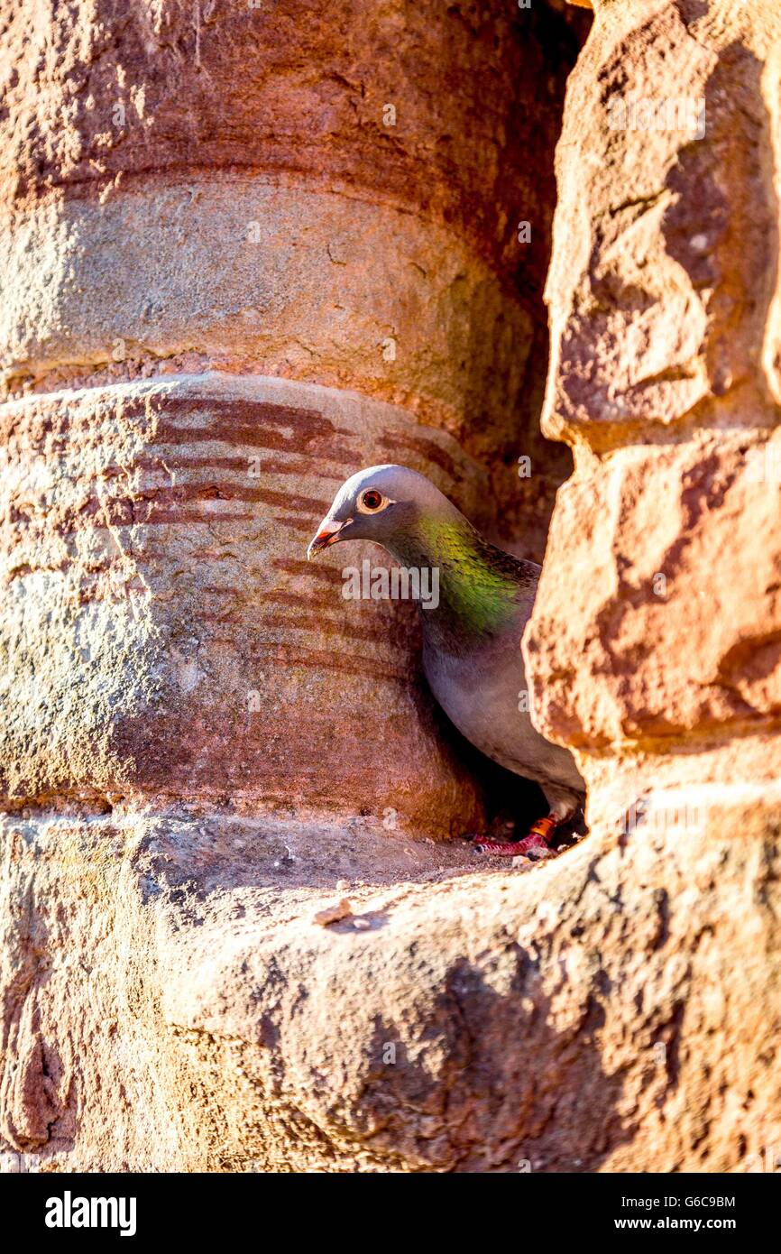 Un pigeon de férule popping la tête de l'une crevasse dans un vieux mur de pierre. Banque D'Images