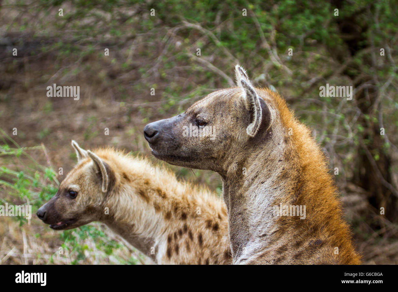 Vu hyeana dans Kruger National Park, Afrique du Sud ; Espèce Crocuta crocuta famille des Hyénidés Banque D'Images