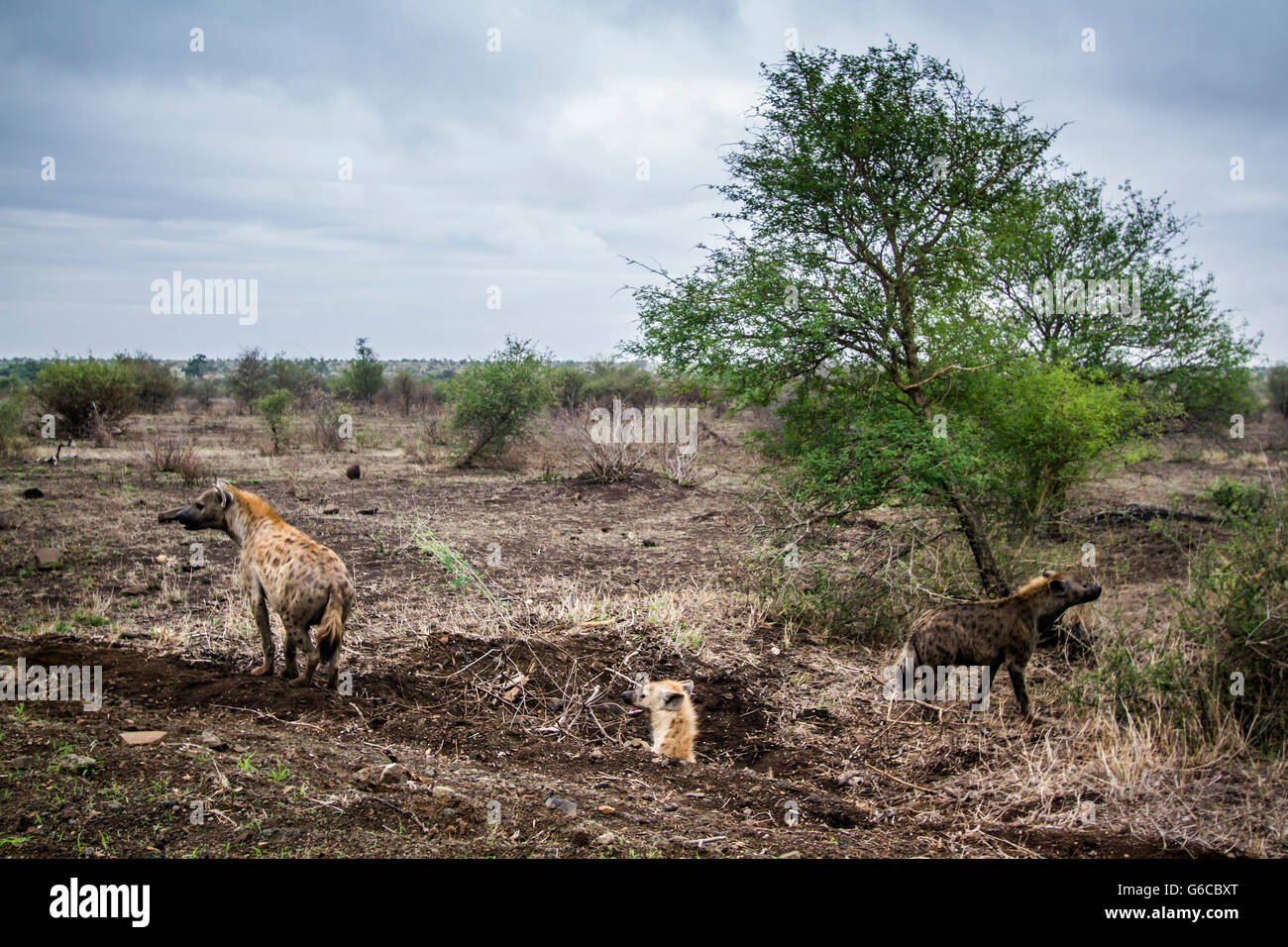 Vu hyeana dans Kruger National Park, Afrique du Sud ; Espèce Crocuta crocuta famille des Hyénidés Banque D'Images