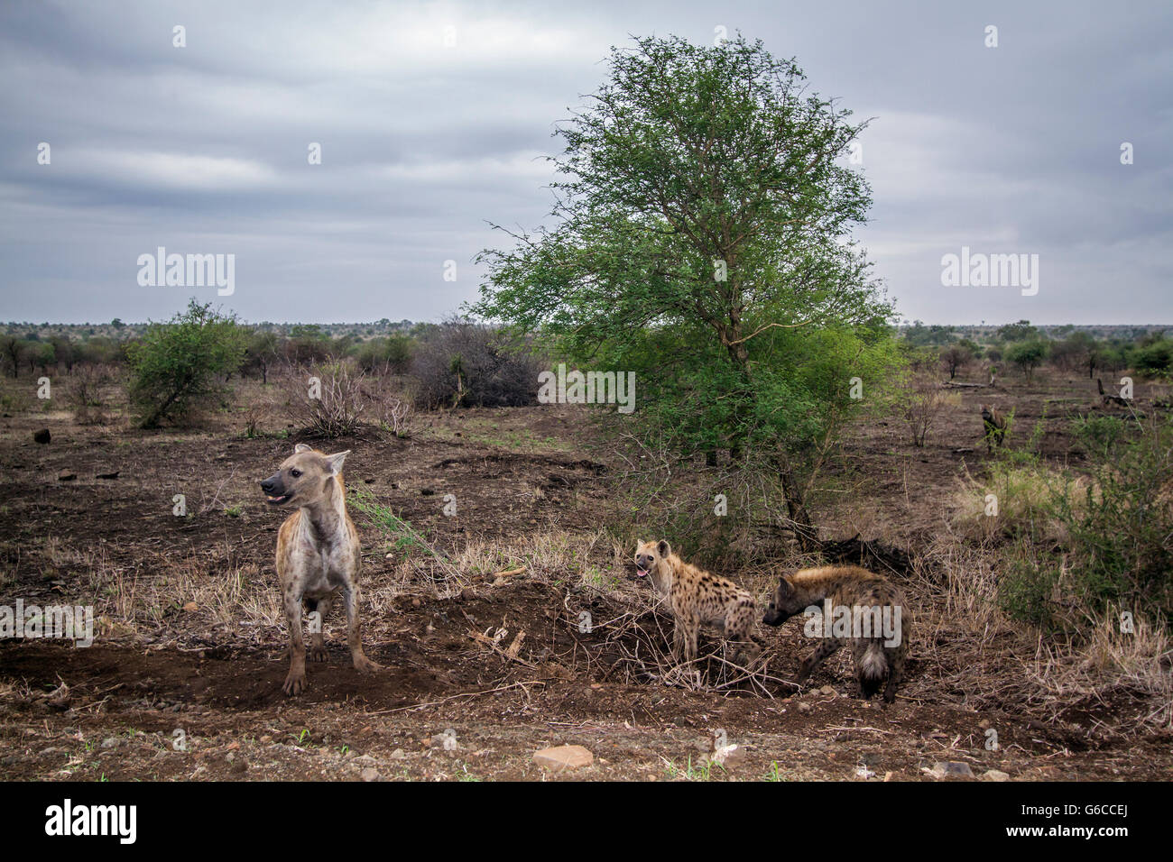 Vu hyeana dans Kruger National Park, Afrique du Sud ; Espèce Crocuta crocuta famille des Hyénidés Banque D'Images
