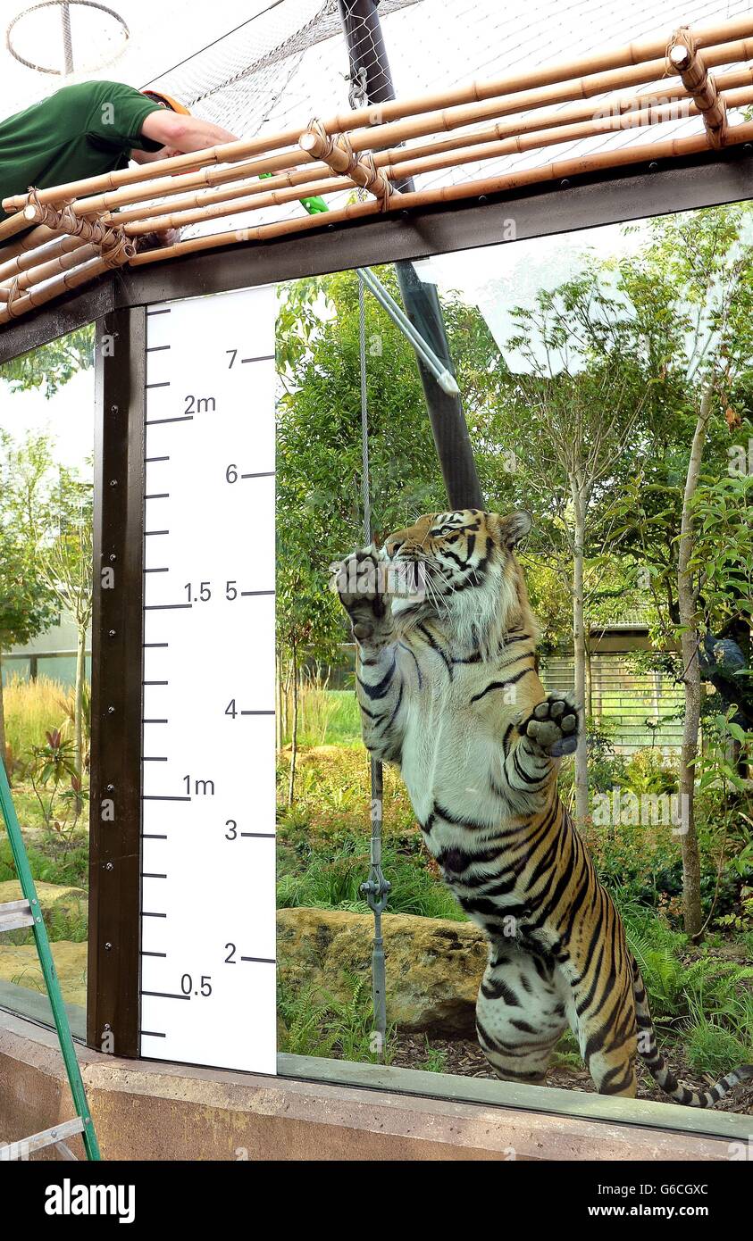 Jae Jae, le tigre de Sumatran, s'étire pour prendre un petit déjeuner d'un gardien, et est mesuré en même temps pendant la prise annuelle de poids et de tailles, au zoo de Londres à Regents Park dans le centre de Londres. Banque D'Images