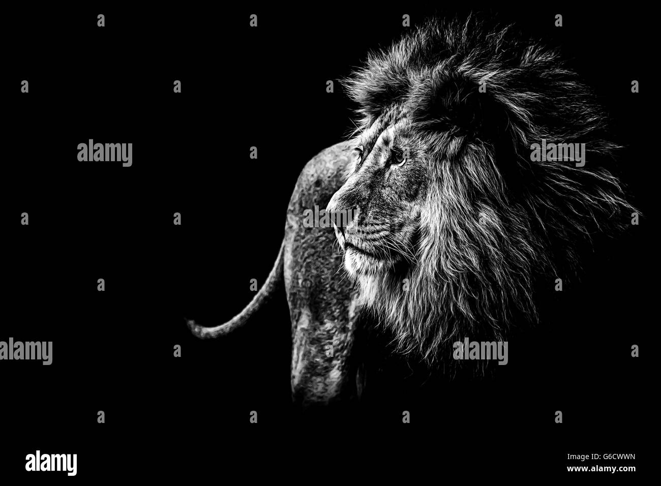 Lion en noir et blanc Banque D'Images