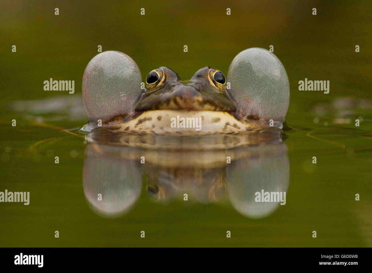 Grenouille coassant, piscine, Allemagne / (Pelophylax lessonae) Banque D'Images