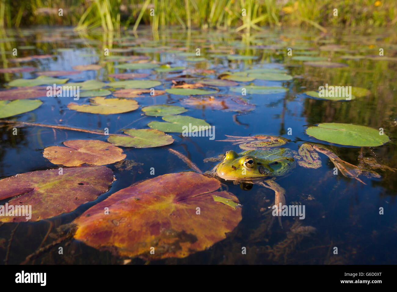 Piscine grenouille, Allemagne / (Pelophylax lessonae) Banque D'Images