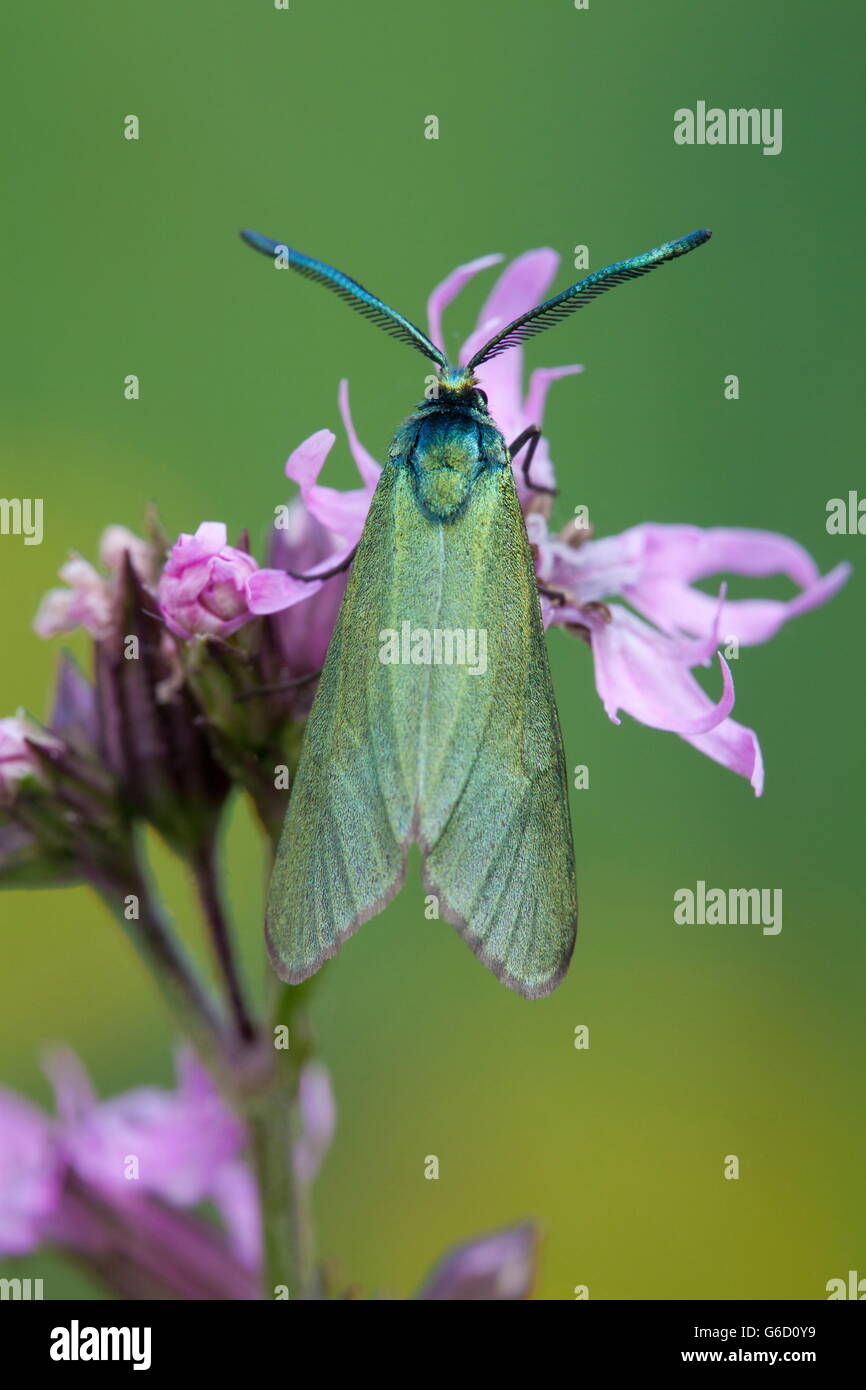 Green Forester, Allemagne / (Adscita statices) Banque D'Images