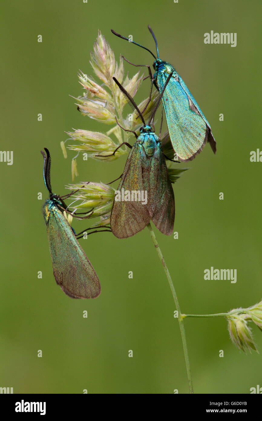 Green Forester, Allemagne / (Adscita statices) Banque D'Images