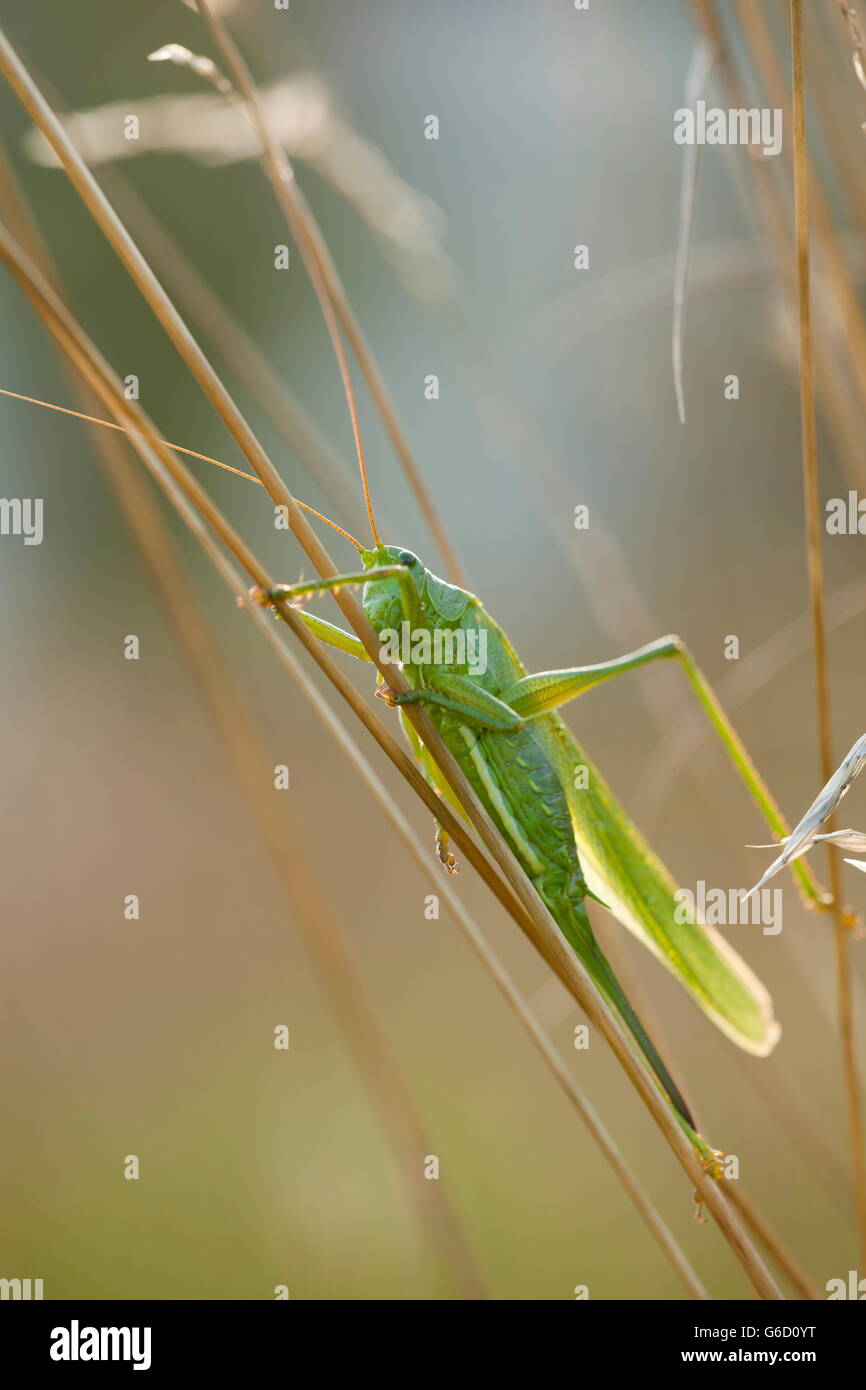 Grand Green Bush-Cricket, Allemagne / (Tettigonia viridissima) Banque D'Images