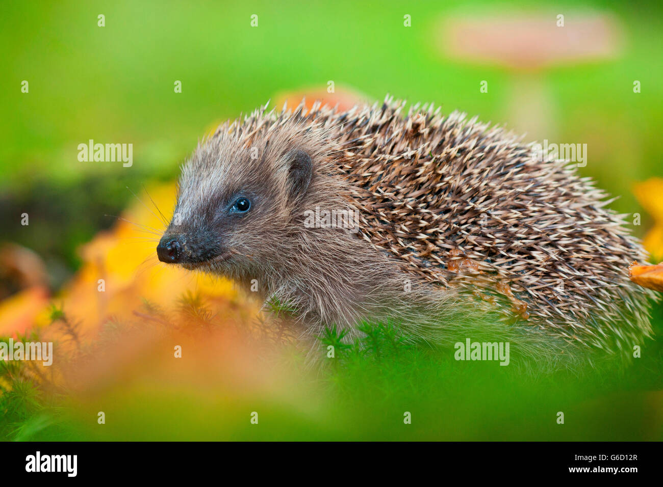 Hérisson d'Europe, à l'automne feuillage, Allemagne / (Erinaceus europaeus) Banque D'Images