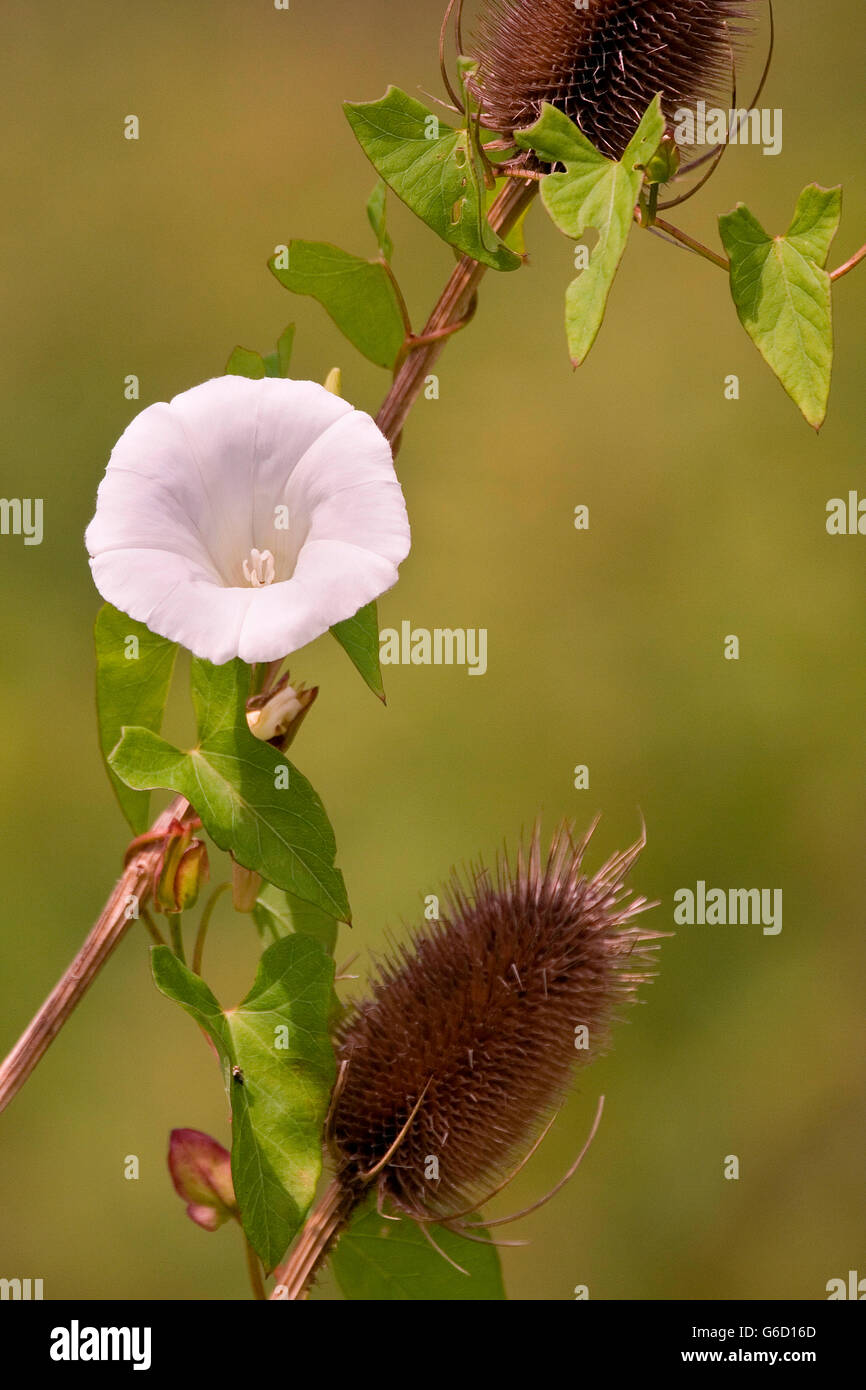 Le liseron des champs, sur renoncule, sauvages Allemagne / (Convolvulus arvensis), (Dipsacus fullonum) Banque D'Images
