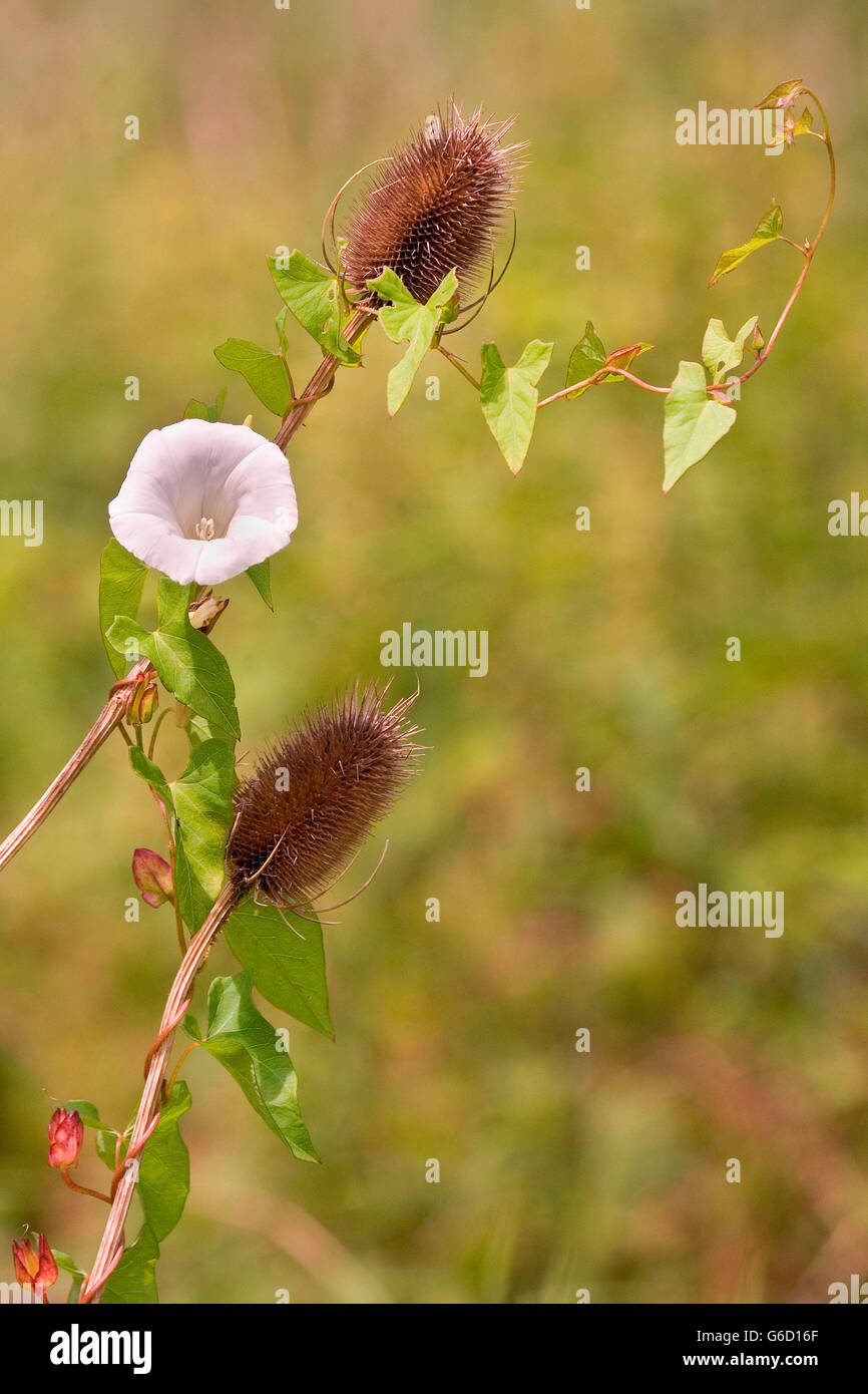 Le liseron des champs, sur renoncule, sauvages Allemagne / (Convolvulus arvensis), (Dipsacus fullonum) Banque D'Images