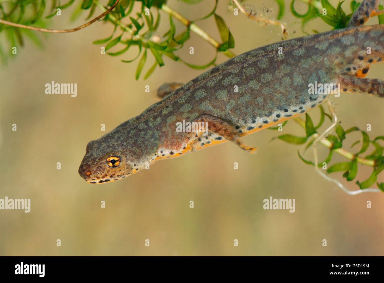 Triton alpestre, Allemagne / (Ichthyosaura alpestris) Banque D'Images