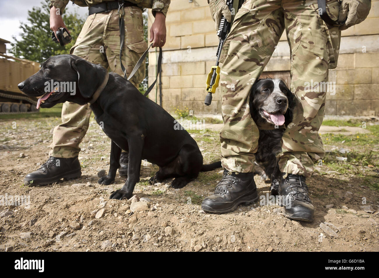 Les chiens de travail militaires Quin, à droite, et Tonic, à gauche, se refroidissez entre leurs jambes pendant qu'ils chattent tout en prenant une pause de l'entraînement sur le terrain d'entraînement militaire Wiltshire de la plaine de Salisbury alors que la 7e Brigade blindée se prépare à se déployer en Afghanistan dans le cadre de l'opération Herrick 19. Banque D'Images