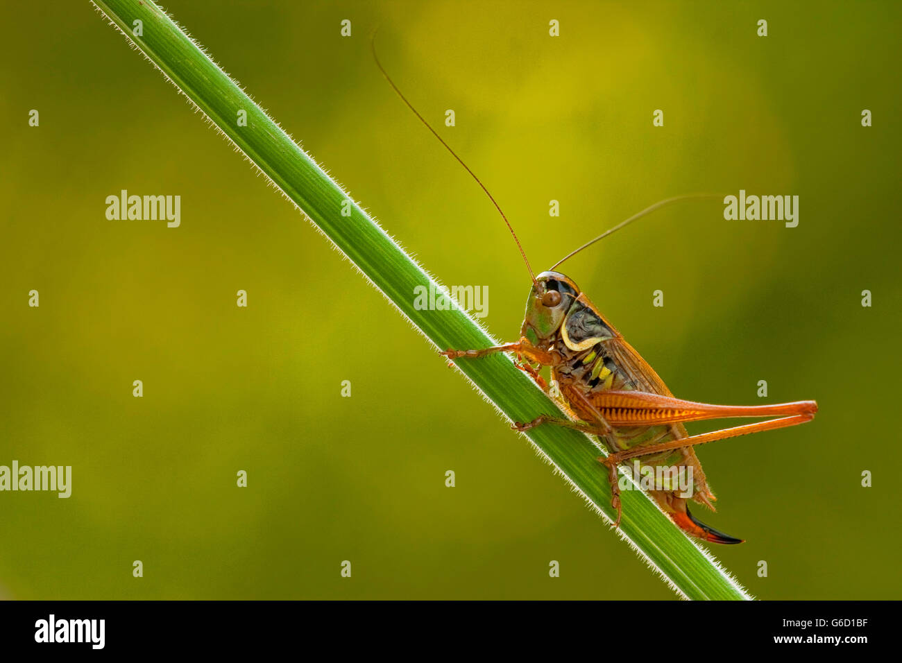 Roesel's bush-cricket, femme, Allemagne / (Metrioptera roeselii) Banque D'Images