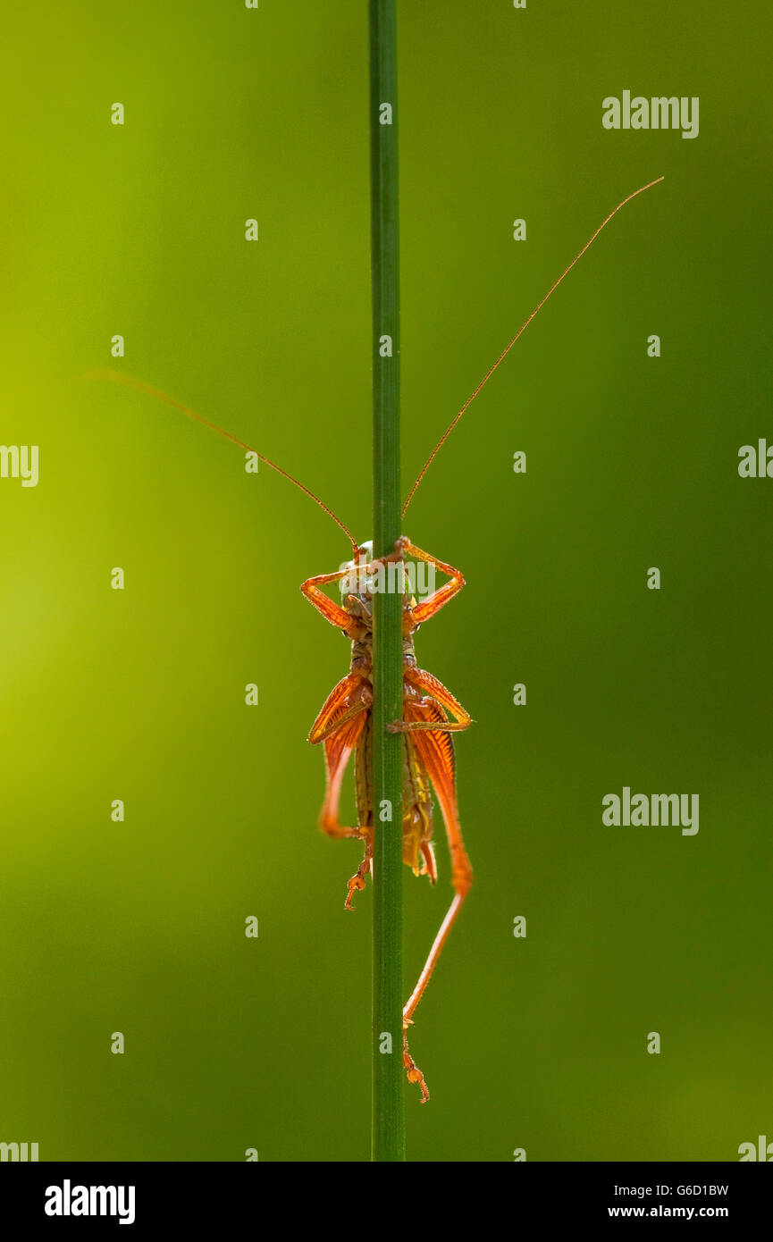 Roesel's bush-cricket, escalade, brin d'herbe, Allemagne / (Metrioptera roeselii) Banque D'Images