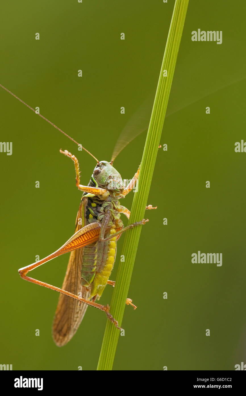Roesel's bush-cricket, Allemagne / (Metrioptera roeselii) Banque D'Images