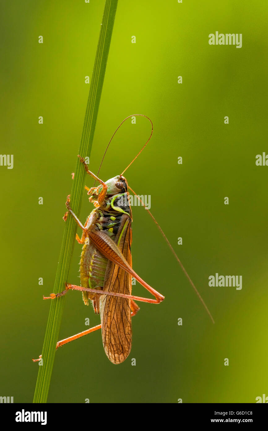 Roesel's bush-cricket, le toilettage lui-même, l'Allemagne / (Metrioptera roeselii) Banque D'Images