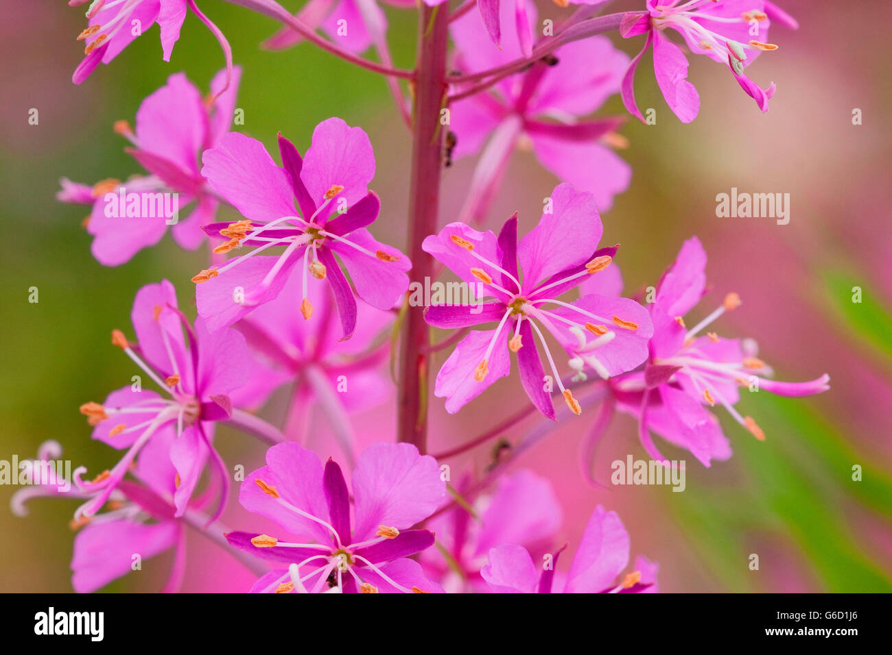 L'épilobe, blossom, Allemagne / (Epilobium angustifolium) Banque D'Images