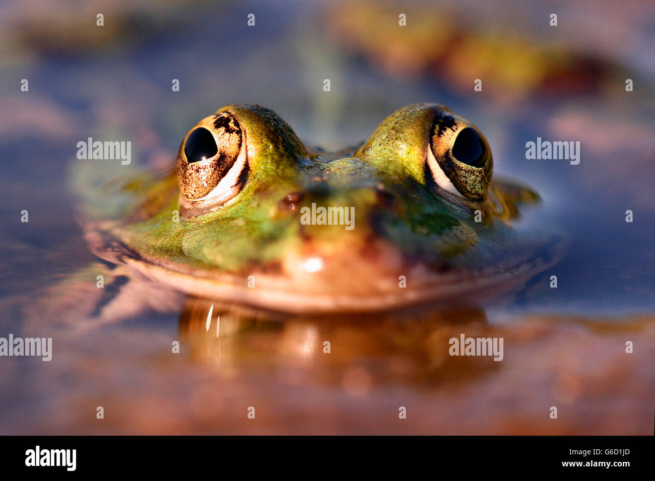 Piscine grenouille, Allemagne / (Pelophylax lessonae) Banque D'Images